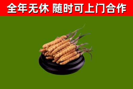 建华回收散虫草