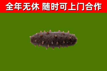 建华回收海参干